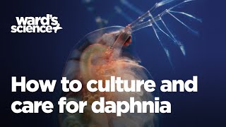 Caring and Culturing for Daphnia [upl. by Elroy]