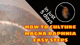 How to Culture Magna Daphnia Easily [upl. by Burgess]