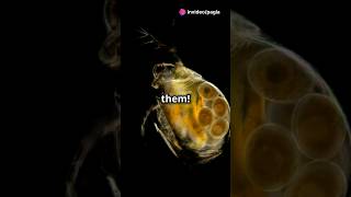 How to culture Daphnia for your Aquarium [upl. by Kev]