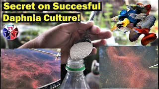 How to Culture Daphnia Successfully [upl. by Iglesias]