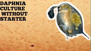 HOW TO CULTURE DAPHNIA NATURALLY WITHOUT A STARTER [upl. by Yasmine]