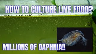 How to Culture Daphnia Secret Method to Breed MILLIONS  Simply Aquatic [upl. by Enneicul]