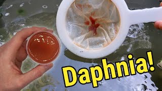 How I Culture Daphnia In Outdoor Tubs [upl. by Ramedlaw]