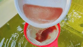 How to culture daphnia  Daphnia culture  How to grow daphnia outdoor [upl. by Aicatsan]