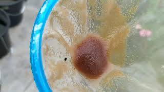 How to culture daphnia moina in a small container Part 1 English Subtitle [upl. by Hgielak144]