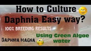 Daphnia MagnaHow to Culture Daphnia Easy wayCulturing Daphnia using Green water Daphnia [upl. by Giorgio]