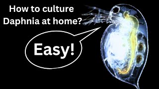 BEST Live Fish Food Beginner guide How to Culture Daphnia at home [upl. by Antrim288]