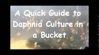 How to culture daphnia outside [upl. by Root]