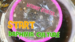 How to culture daphnia moina the easy way 1  Starting the Daphnia culture [upl. by Soalokin]