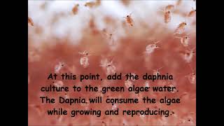 Daphnia  How to grow daphnia in your home [upl. by Nnaeus332]