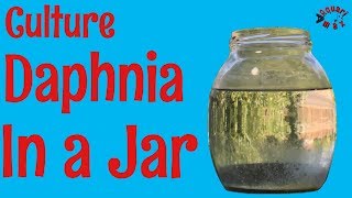 How to Culture Daphnia in a Jar [upl. by Arinayed]