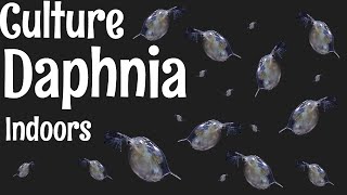 How to Culture Daphnia [upl. by Khichabia]