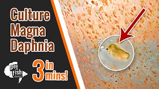 How to culture DAPHNIA MAGNA  The easy way [upl. by Silda]