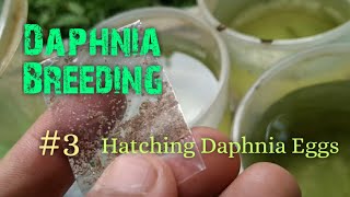 Daphnia Culture made simple and easy 3  Hatching Daphnia eggs [upl. by Hadwin982]