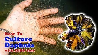 How to Culture Daphnia with ZERO Cost  Unlimited Live Food For Our Fish [upl. by Ella]