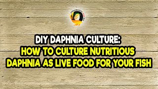 DIY Daphnia Culture How to Culture Nutritious Daphnia as Live Food for Your Fish [upl. by Wordoow]