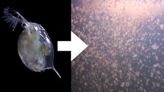 How I Culture Daphnia [upl. by Silvia]