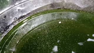 DAPHNIA MOINA CULTURE IN A SMALL BUCKET [upl. by Ylrehc]