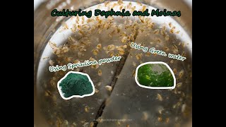 How To Culture Daphnia and Moinas using Green Water Spirulina powder [upl. by Oicinoid]