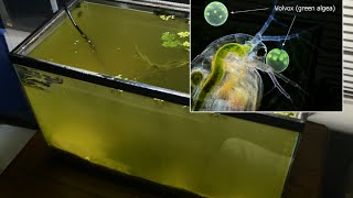 Raising Daphnia for the Freshwater Aquarium [upl. by Levine]