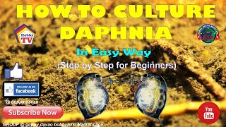 HOW TO CULTURE DAPHNIA In Easy Way [upl. by Aronson664]